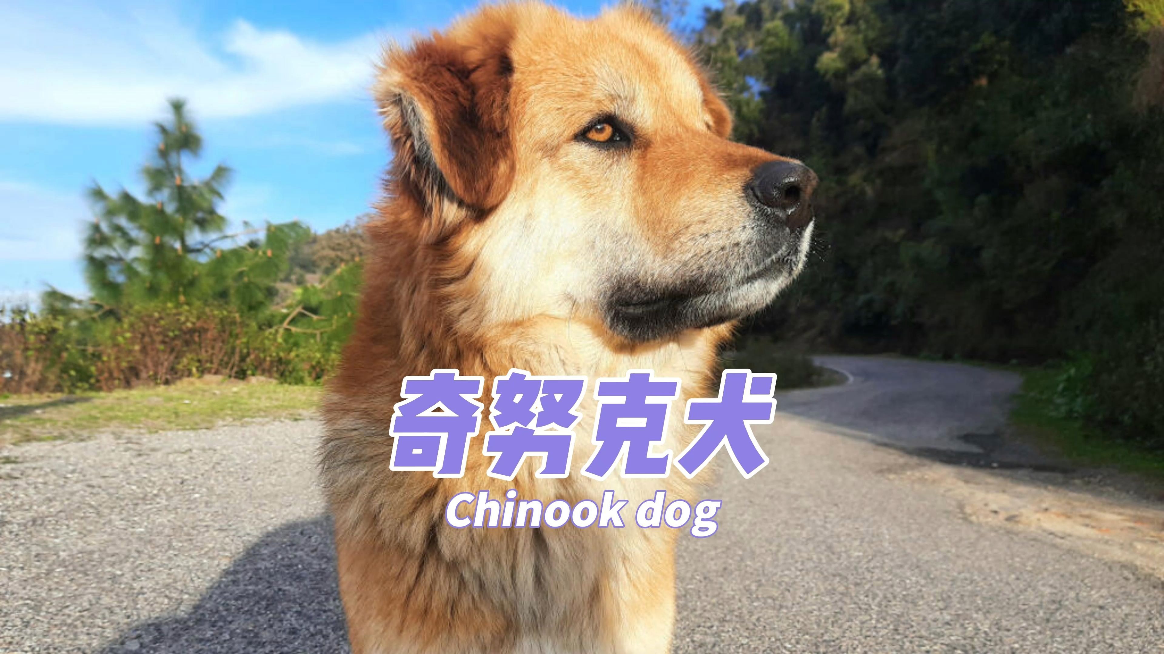 奇努克犬是什么?