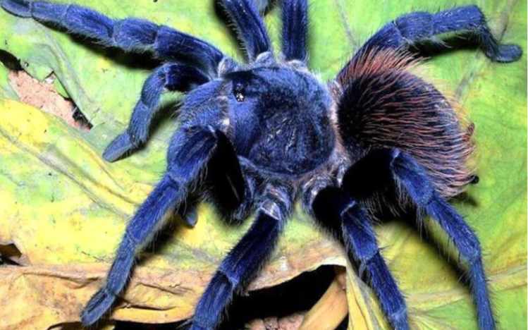 巴西大蓝蛛,捕鸟蛛,蜘蛛,小母捕食
