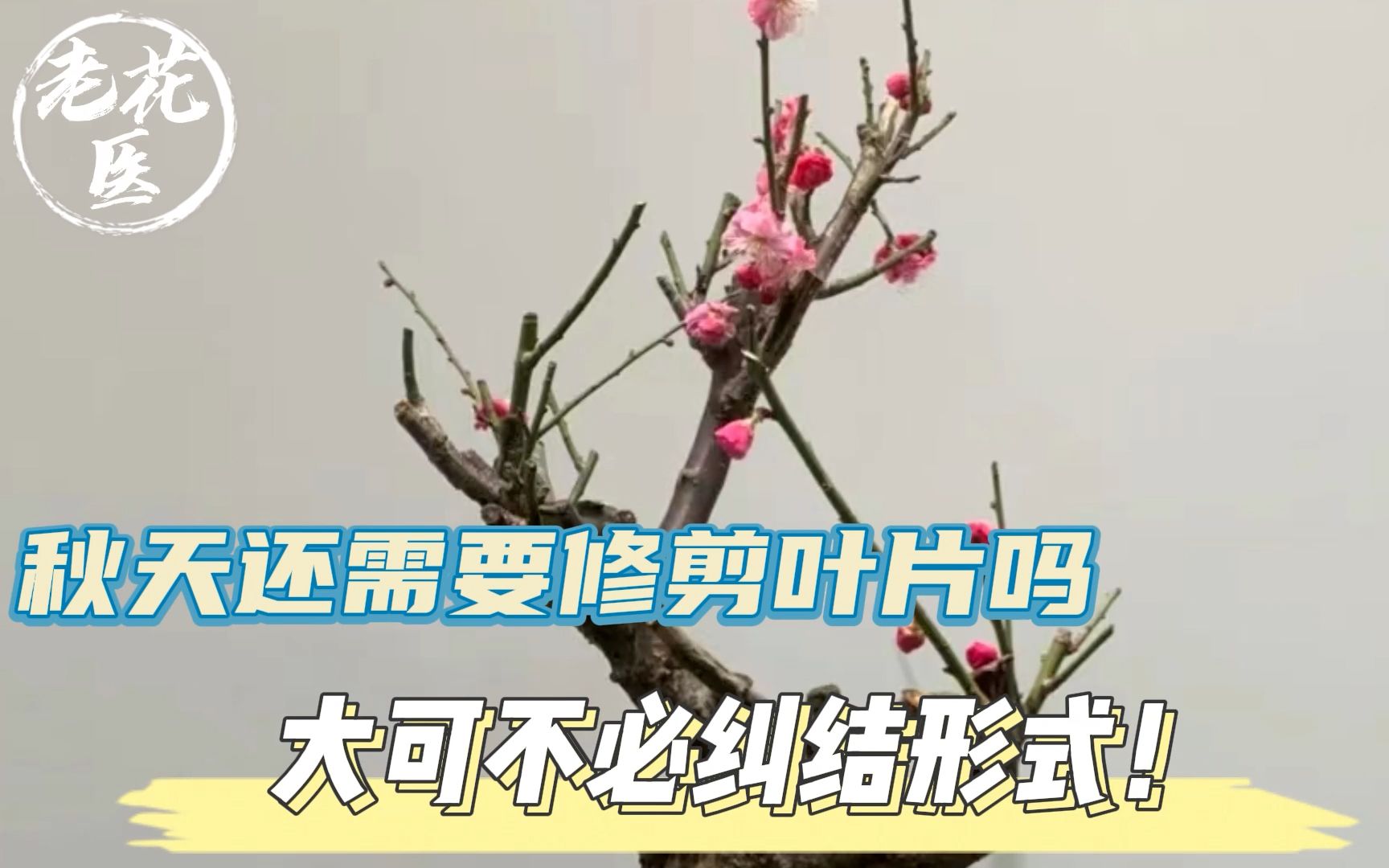 花友寄养骨里红梅,秋天还需要修剪叶片吗?大可不必纠结形式!哔哩哔哩bilibili