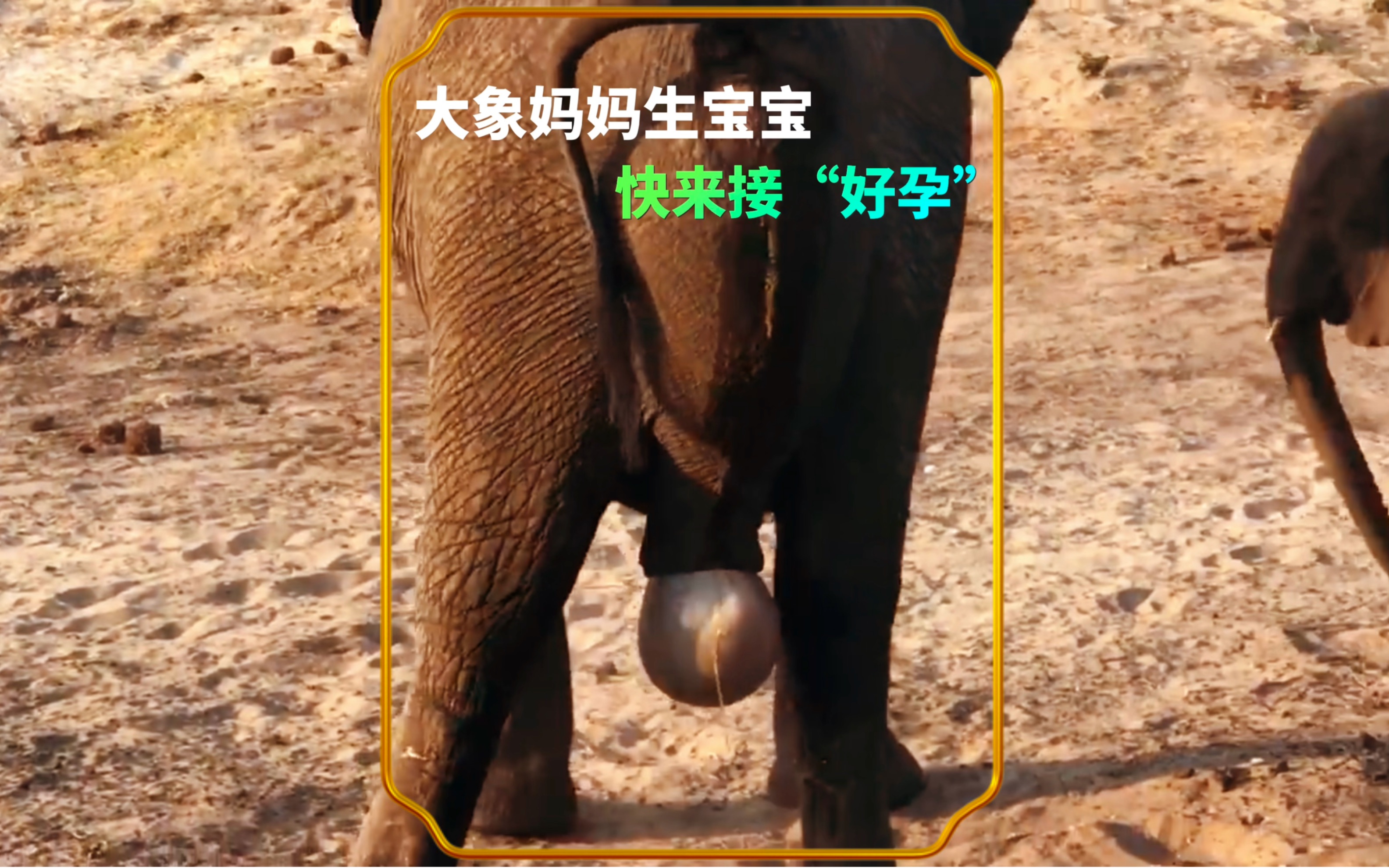 大象妈妈生宝宝,大家快来接好运