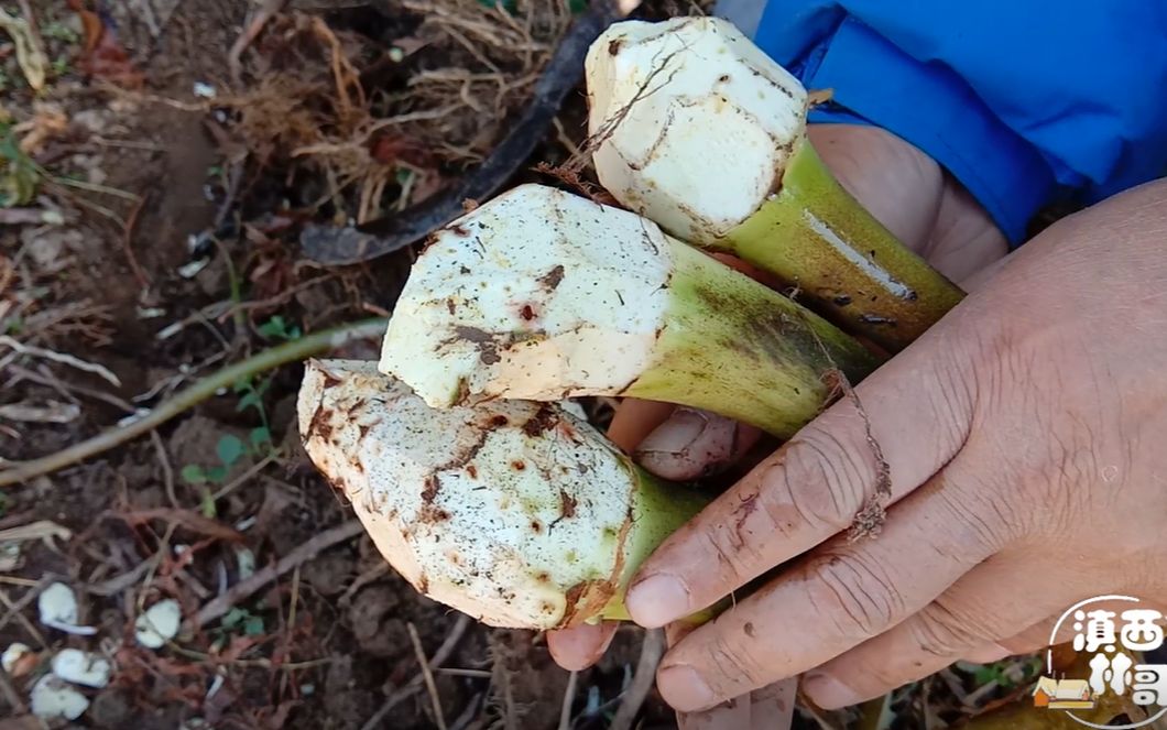 荒田发现很多假芋头,叶子被霜打烂了,林哥挖一些拿回家煮酸汤吃
