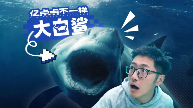 我们拍到了大白鲨！