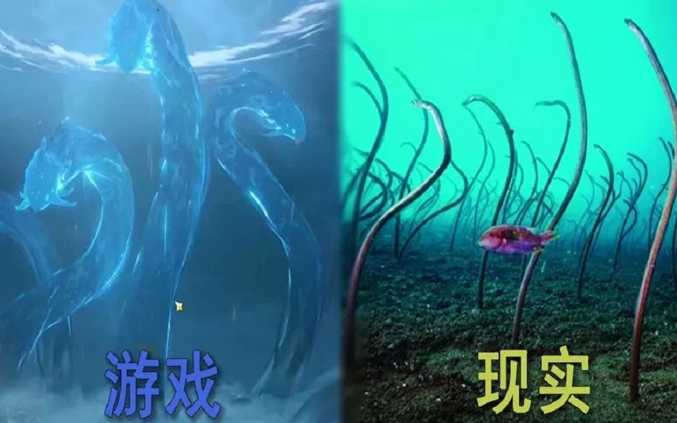 [图]【原神】“原鱼”玩家狂喜，原神在现实中的海底生物原型介绍