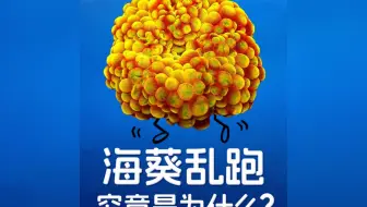 你养的海葵为什么到处跑？