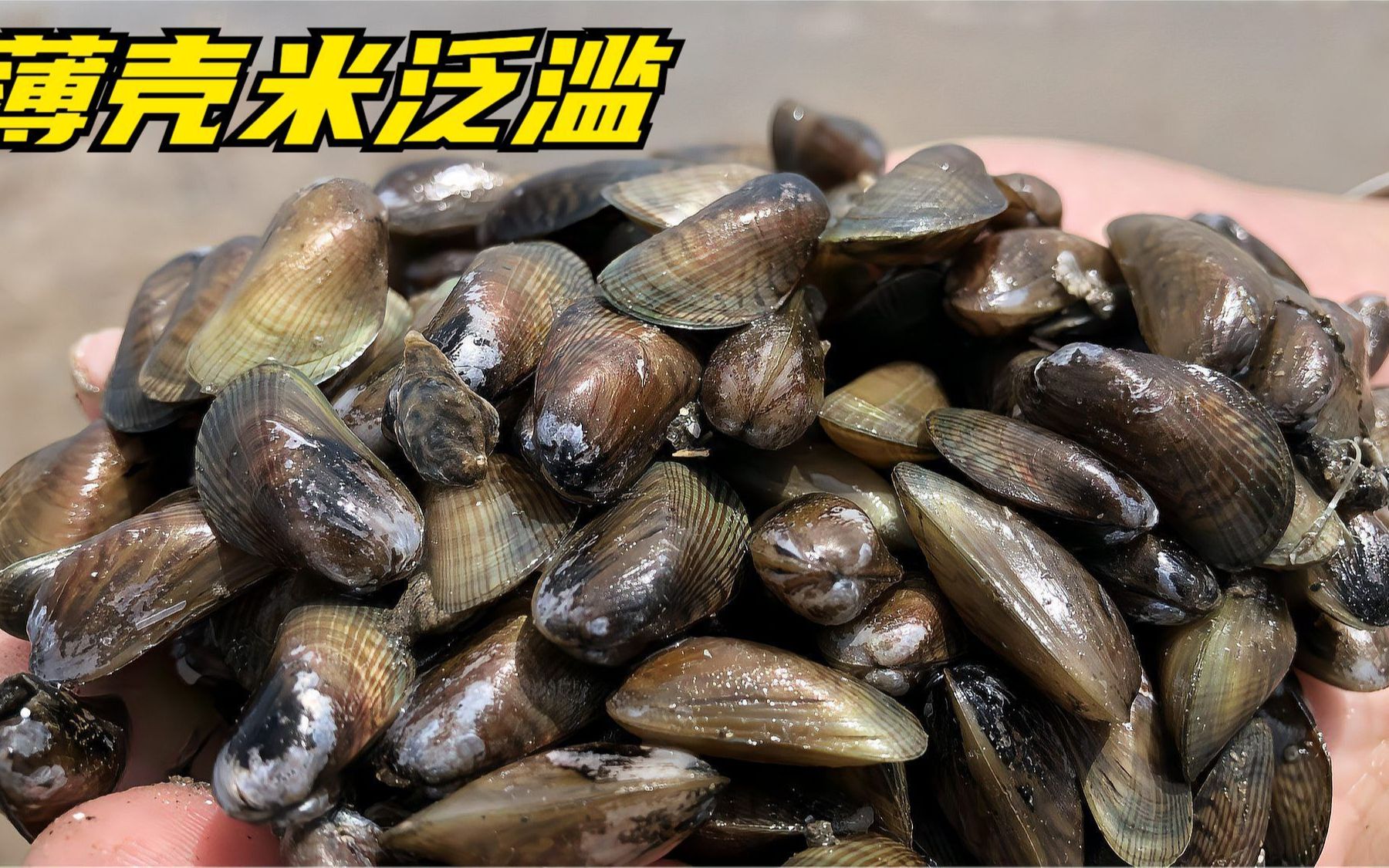 潮汕薄壳米长满青岛小岛,本地人叫鸭子食密密麻麻没人要,太爽了