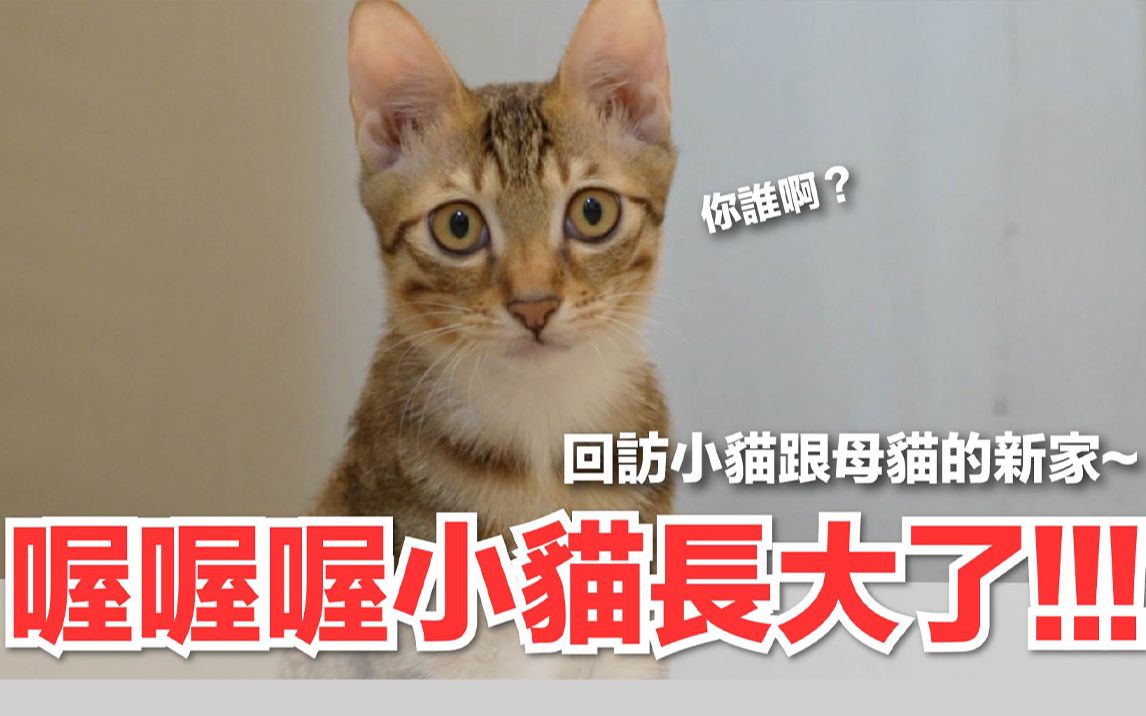 【好味小姐】喔喔喔小猫长大了!回访小猫跟母猫的新家~|好味猫日常EP138哔哩哔哩bilibili