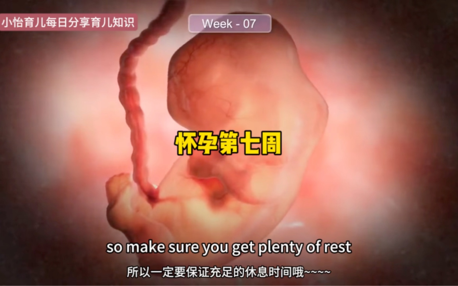 7周的胎儿有多大图片图片