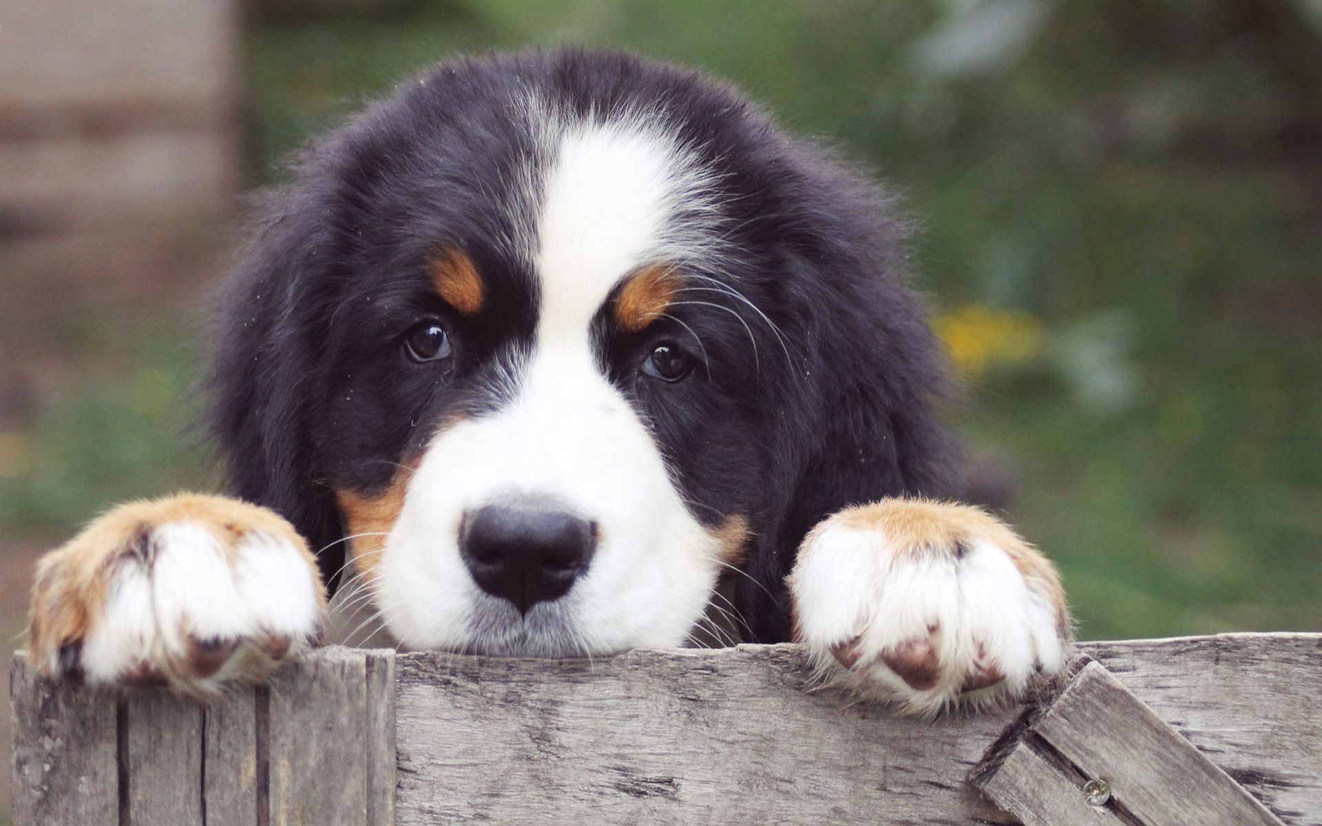 活动  【伯恩山】碾压金毛拉拉,乖得叫人心疼的伯恩山犬