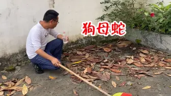 Descargar video: 院子里面进了一只4条腿的“狗母蛇”，看起来又渴又累，你们见过吗