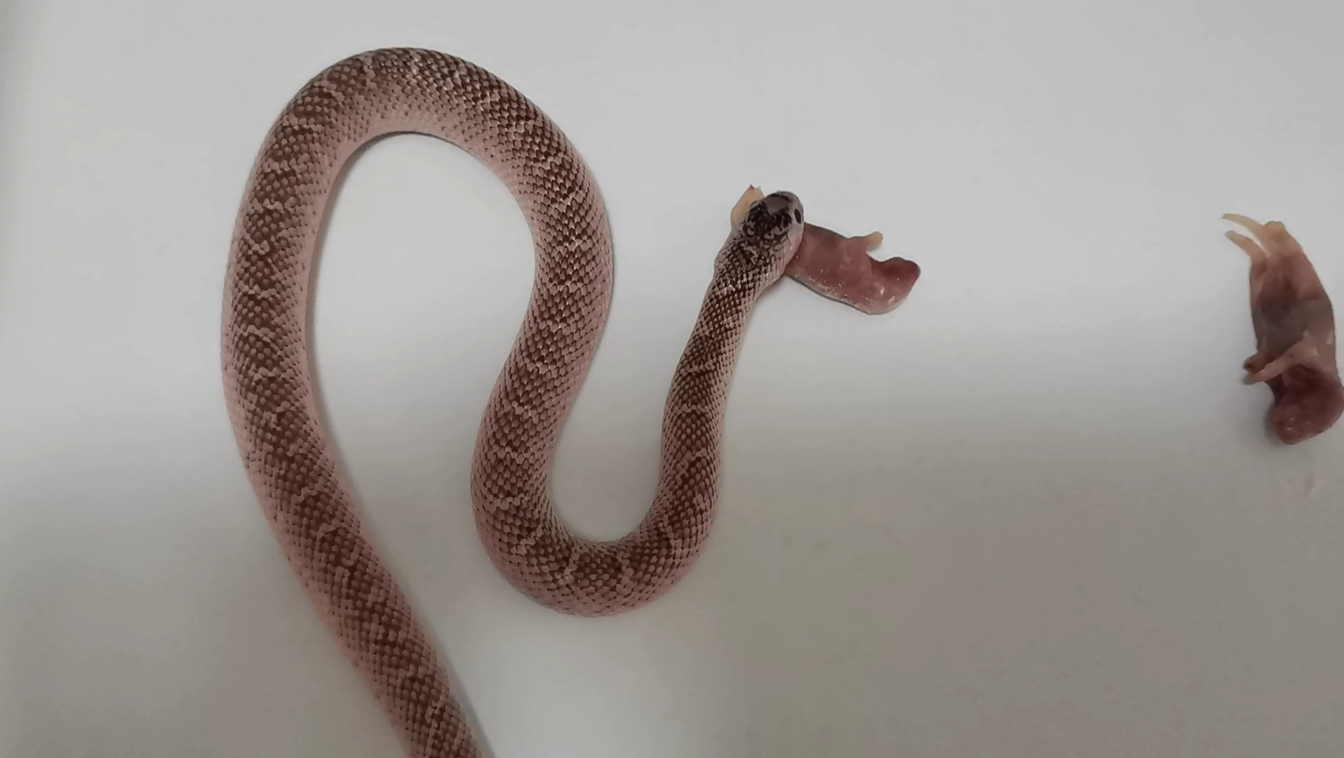 活动作品ax白边布鲁克王蛇母2022020220