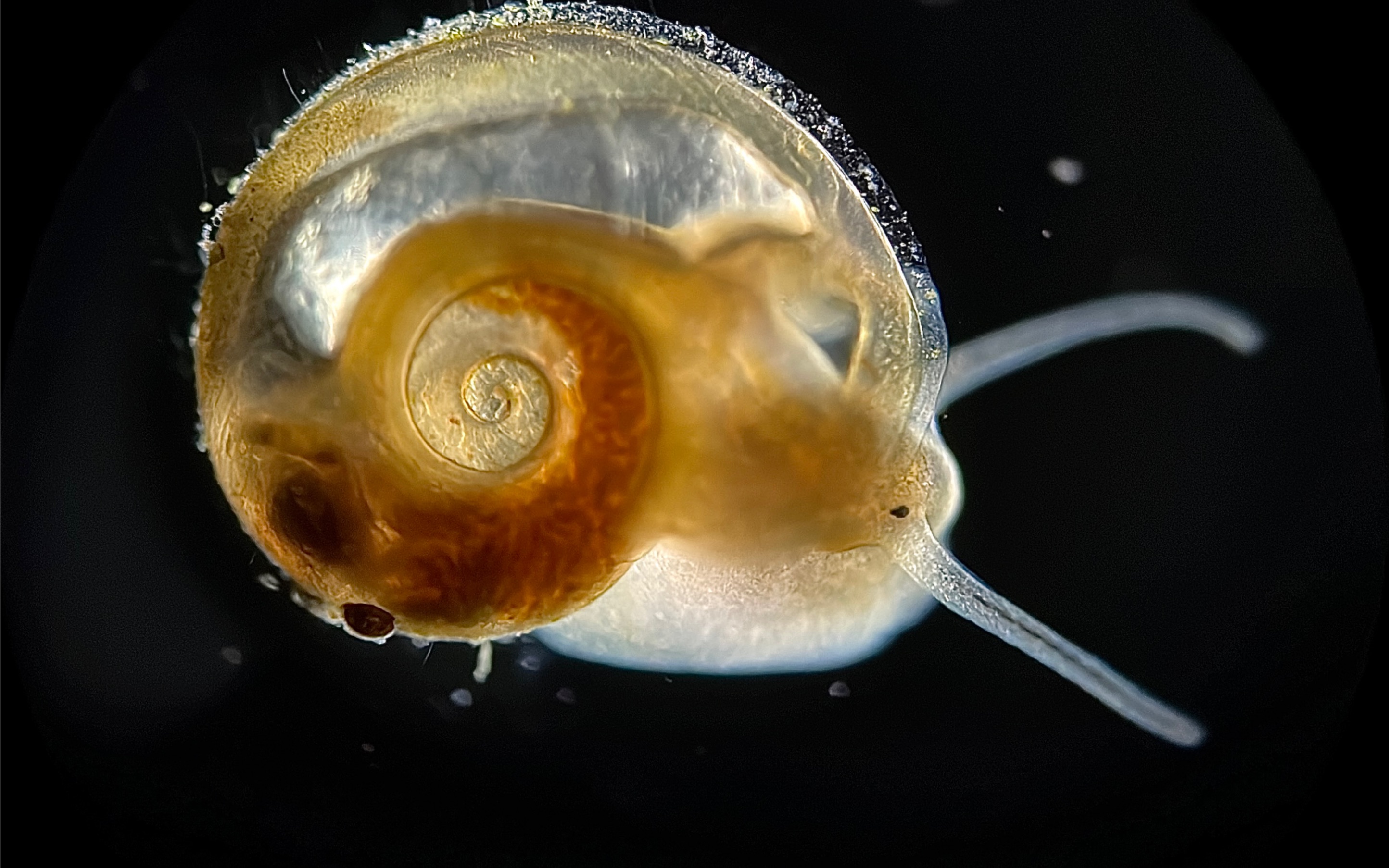 显微镜下的水蜗牛慢慢地爬