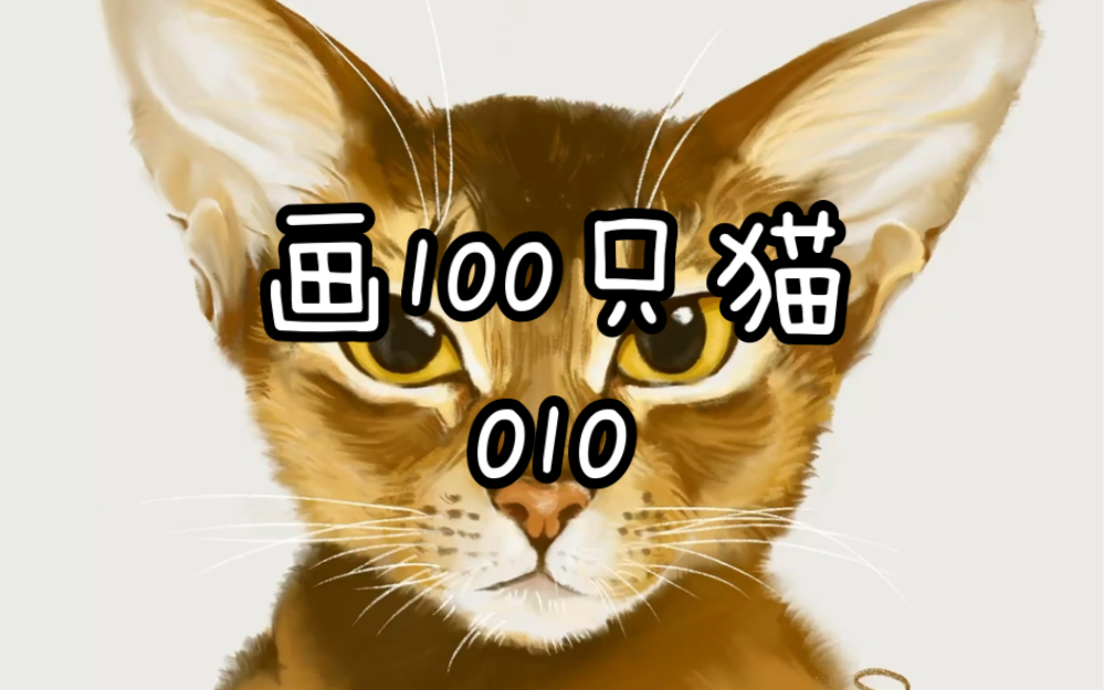 画100只猫|010 出镜猫:Akila哔哩哔哩bilibili