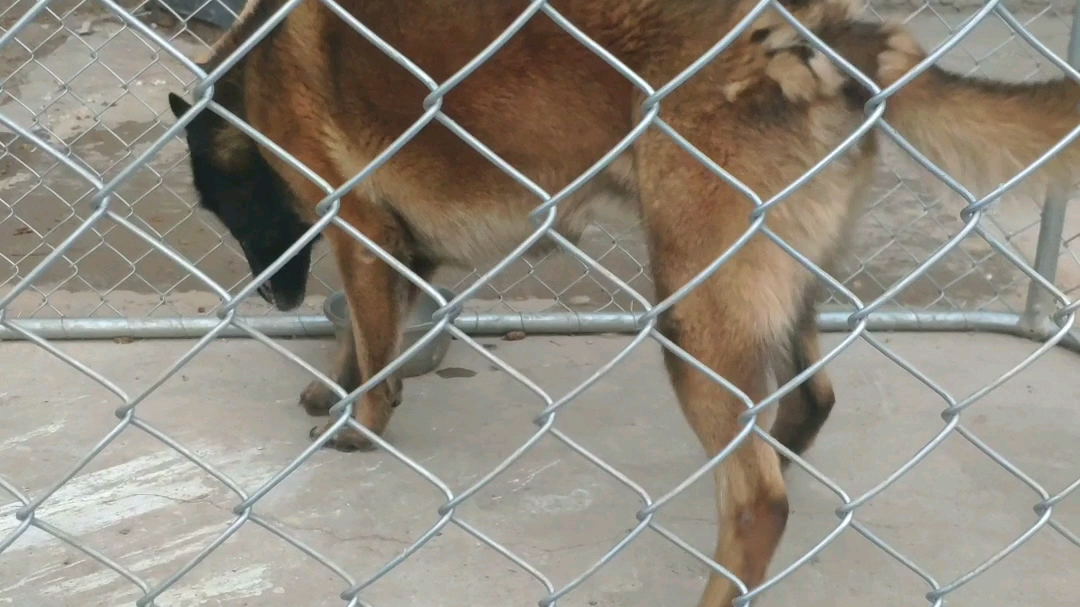 [图]测试一下成犬马犬一顿能吃多少鸡头