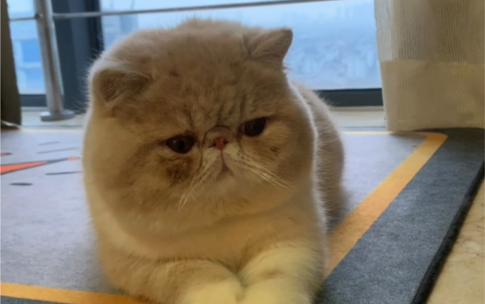 小胖猫 苹果脸