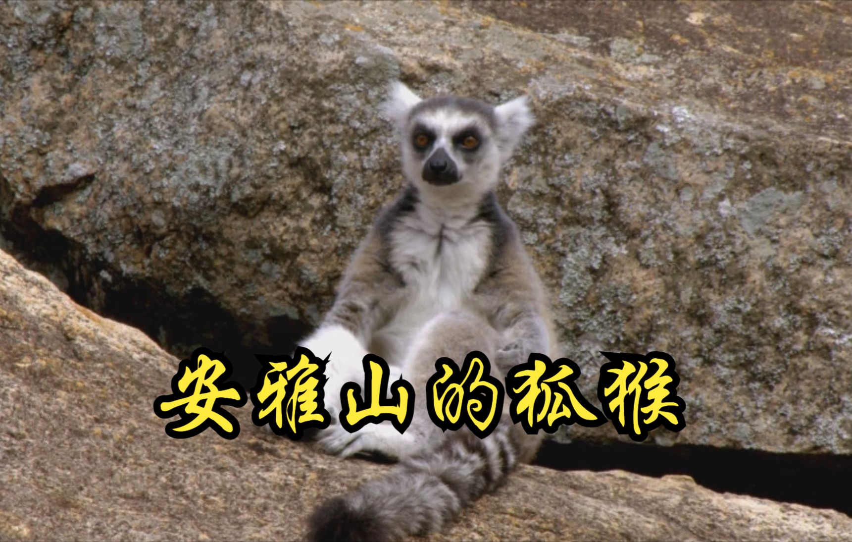 【美国】【纪录片】安雅山的狐猴 Lemurs in Anya mountain哔哩哔哩bilibili