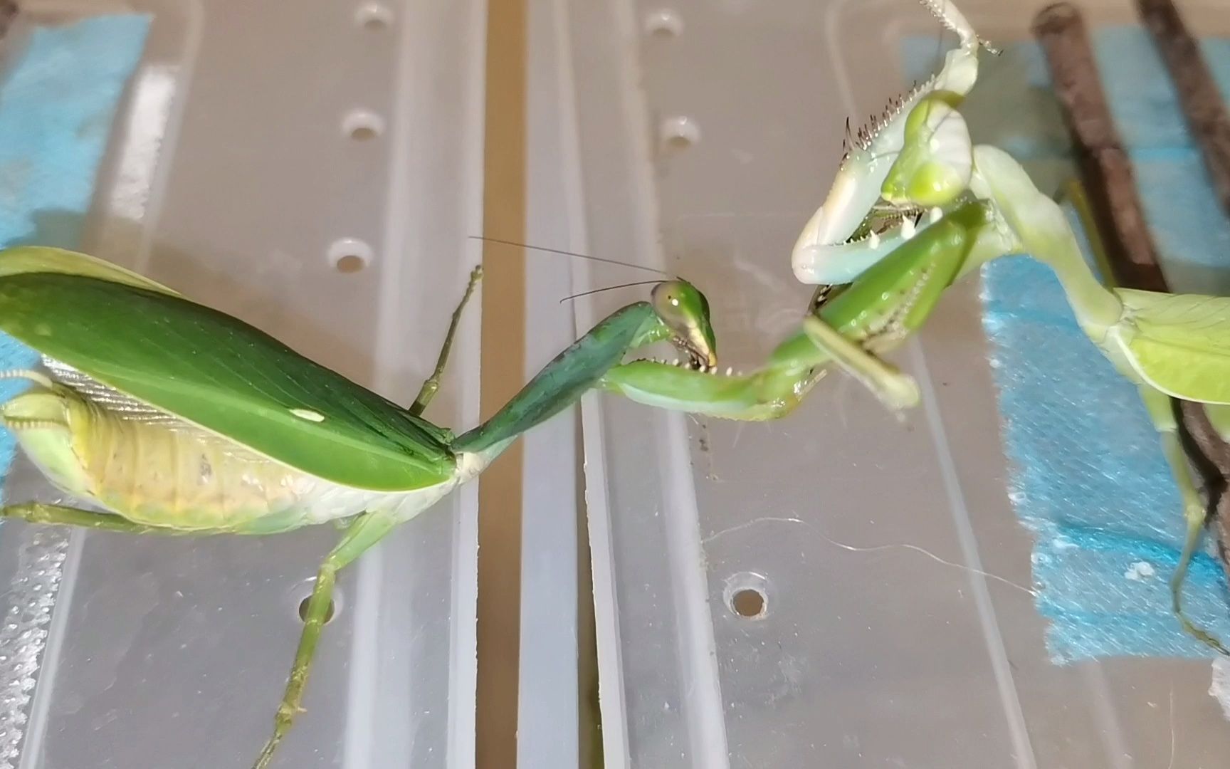 绿巨螳vs广西壮盾_哔哩哔哩_bilibili