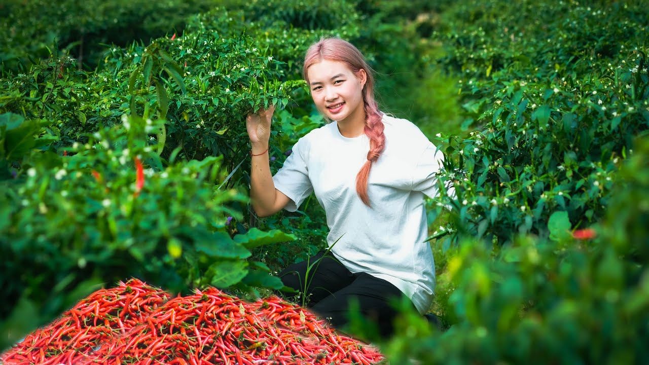 收获小辣椒园并出售  辣椒保存过程哔哩哔哩bilibili