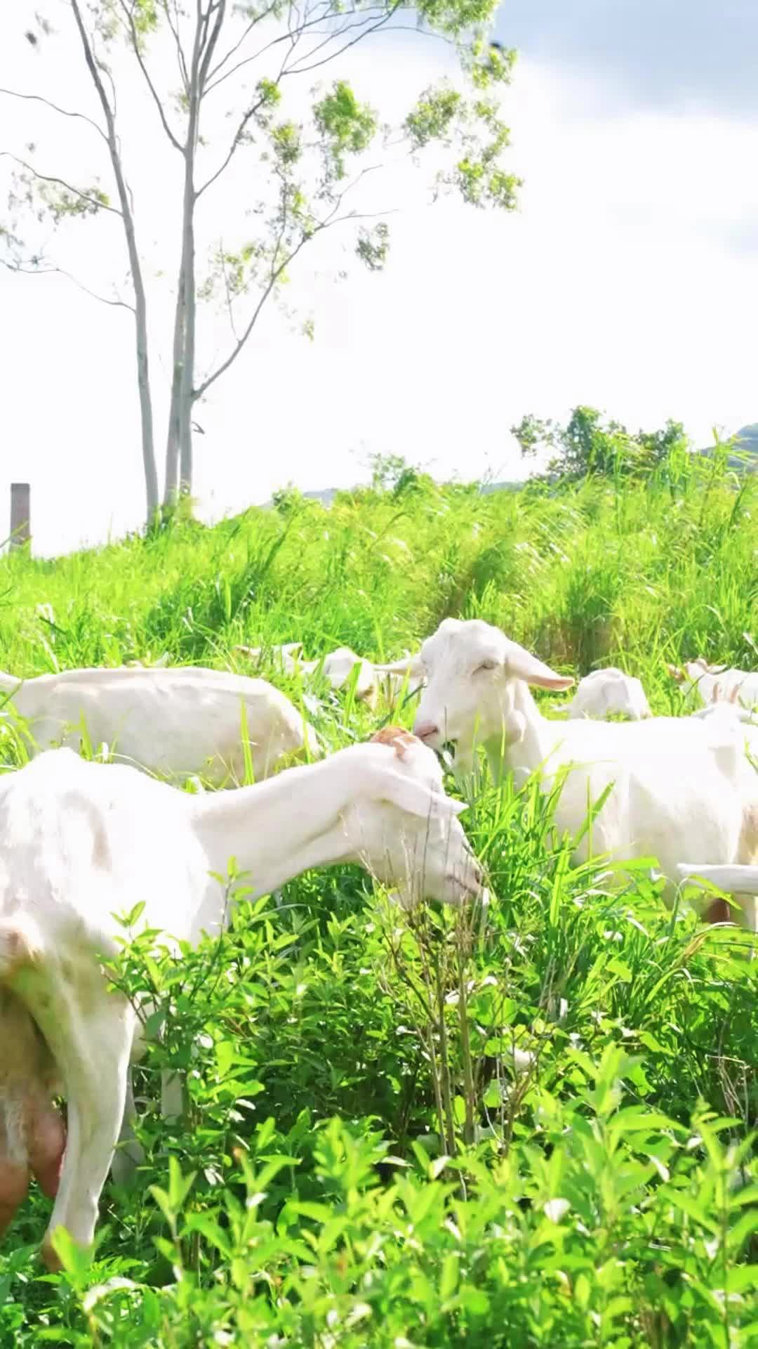 你知道奶山羊平时吃什么?