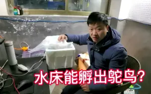 Скачать видео: 鸵鸟蛋水床可以孵化？农村小伙成功了，但不推荐