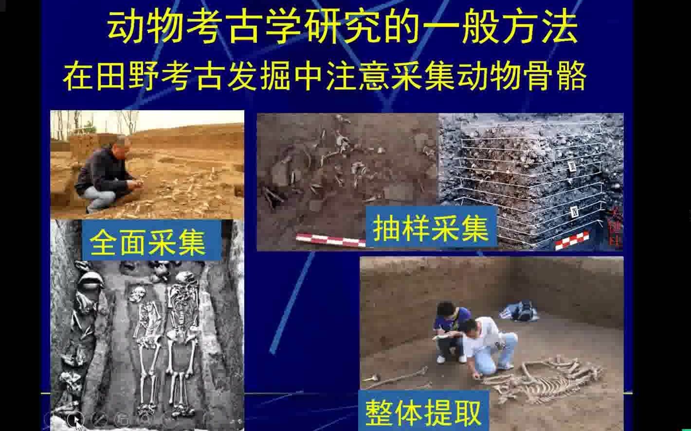 袁靖:中国古代家养黄牛和绵羊的动物考古学研究哔哩哔哩bilibili