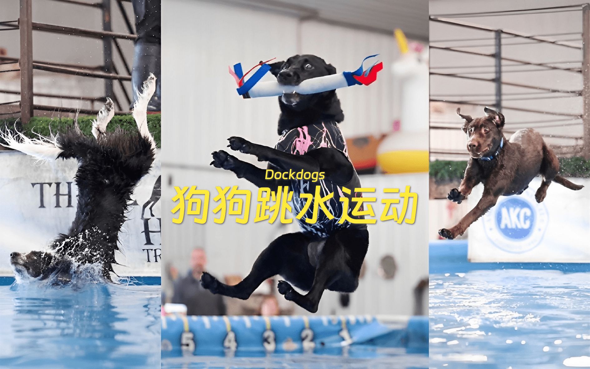 Dockdogs 狗狗们落水前一秒的照片,笑死了!!!哔哩哔哩bilibili