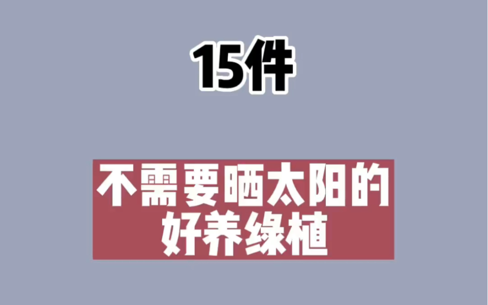 不需要晒太阳的好养绿植,放哪里都是一处风景.#适合室内摆放的花卉盆栽推荐#提升装修高级感的绿植推荐#花卉绿植 #绿植优选哔哩哔哩bilibili