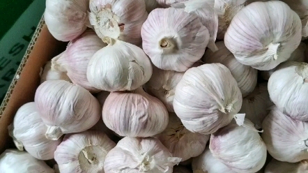 金乡出口级大蒜