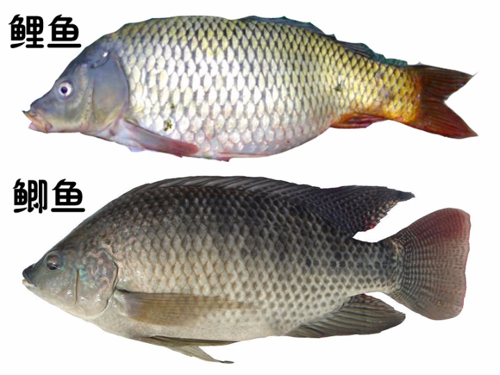 活动作品鲫鱼鲤鱼