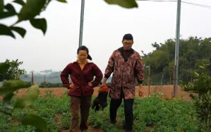 下载视频: 家里的鸡最近太不听话了，抓一只来做一盆干锅鸡，麻辣干香，一家人吃爽了