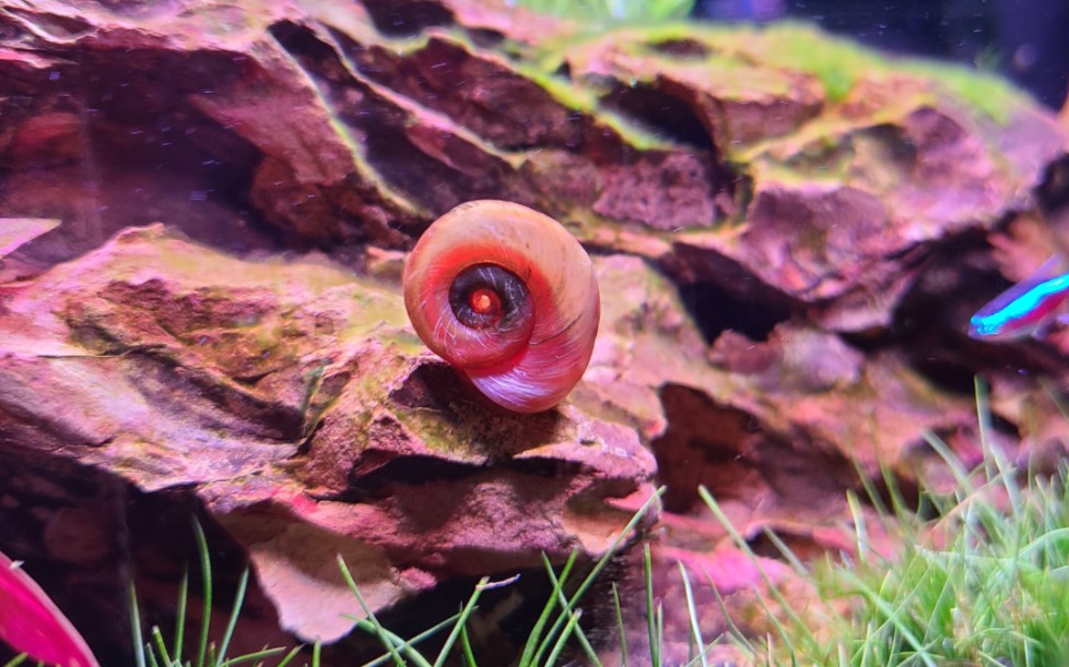 巨大螺,绝对的工具螺!