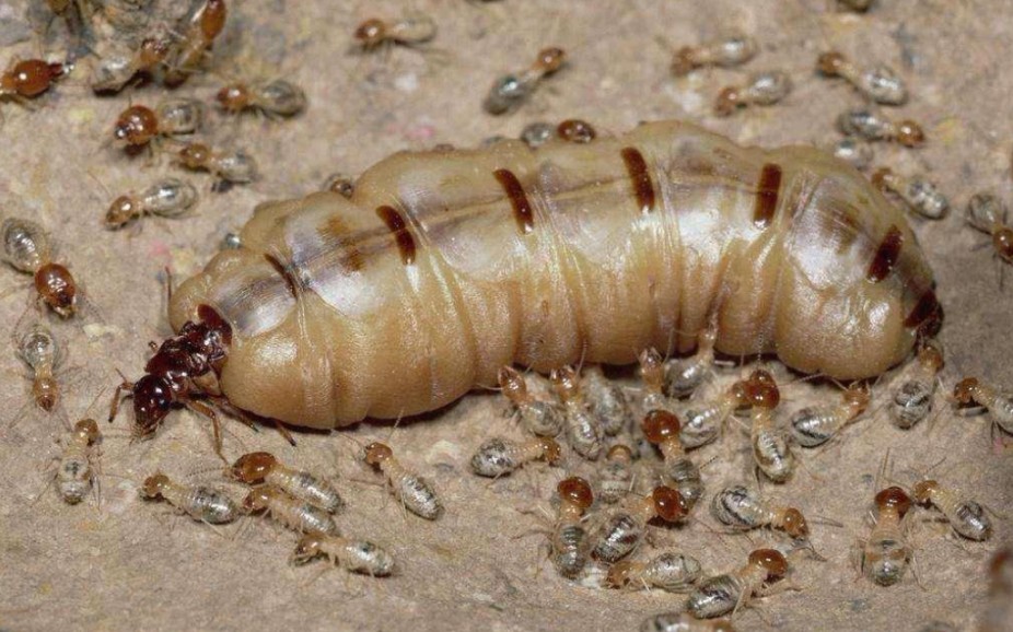 全网最高清的白蚁交配视频近距离观察白蚁