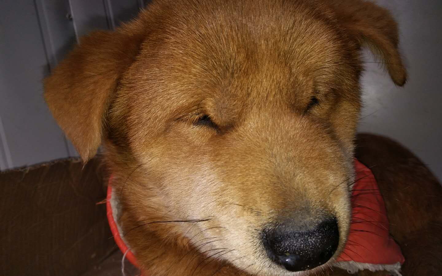 【中华田园犬】从医院回来的路上,七七的一出内心戏