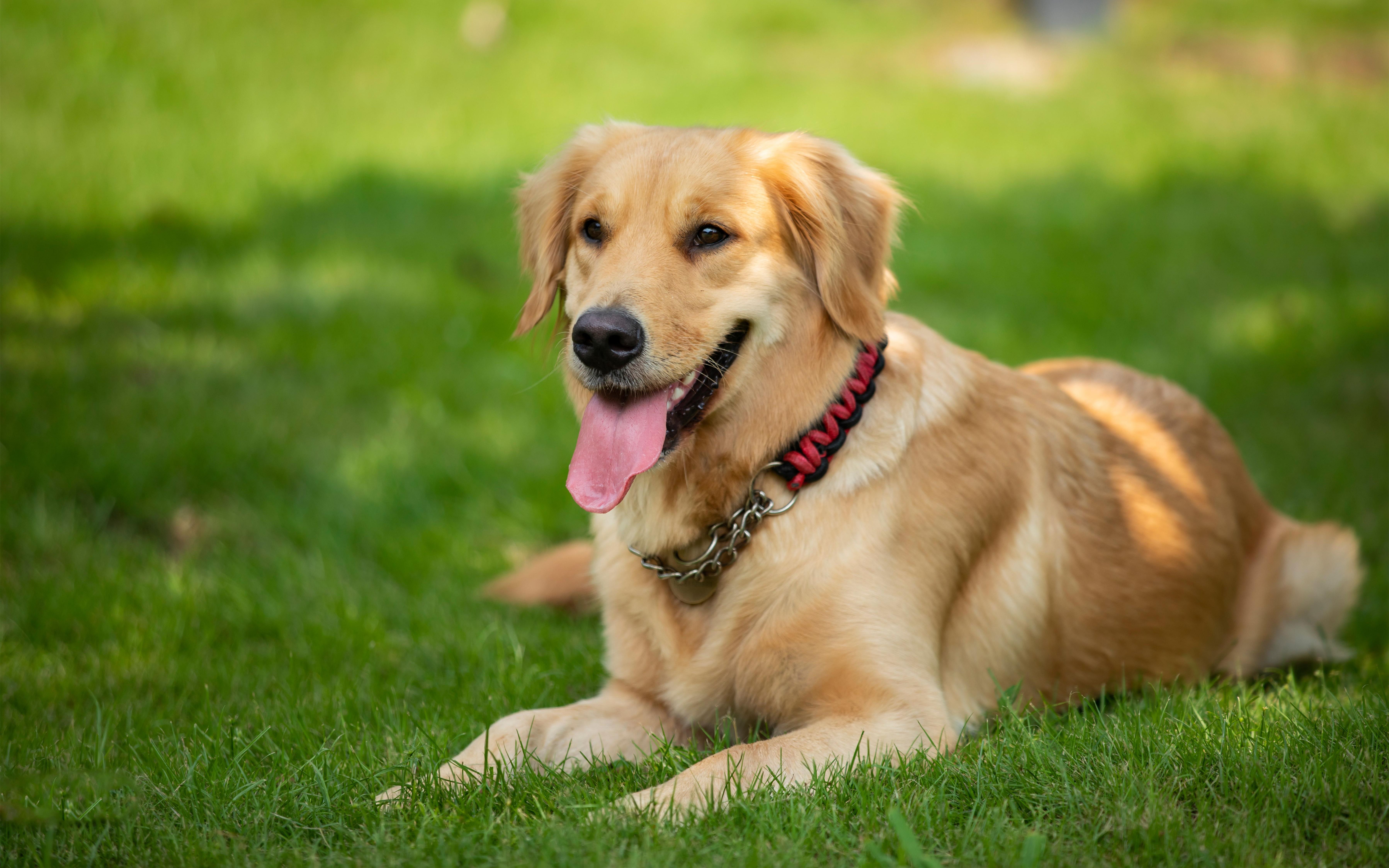 养只金毛吧,它的温柔能治愈你所有烦恼_哔哩哔哩_bilibili