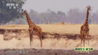 Скачать видео: 电视精彩多