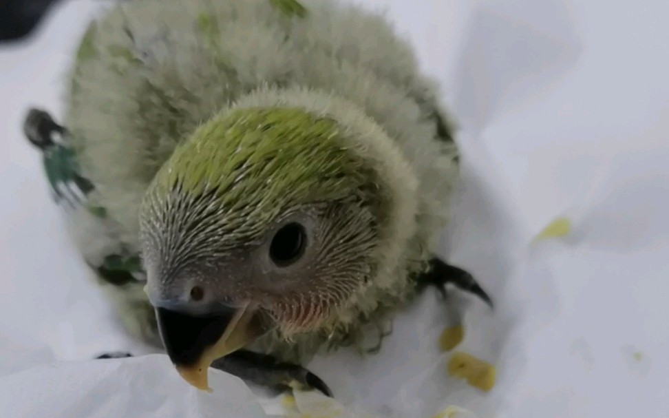 【绿桃牡丹鹦鹉】啾咪er到家的第一天(大概18天)