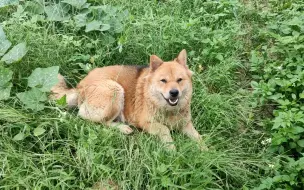 Скачать видео: 豆角和黄瓜长得蛮高的了，今天就拿点竹竿去架起来让它挂果！