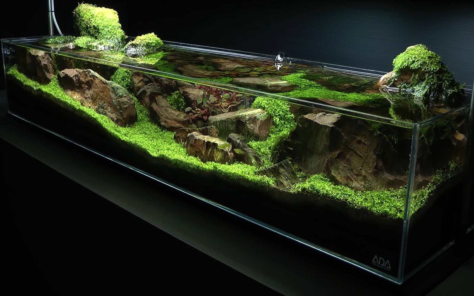 【双语字幕|水族造景】超长缸造景详细教程