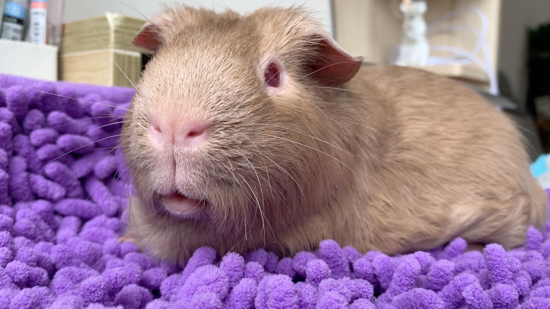 荷兰猪的脾气是真的好!回看rua猪日常 麻花儿惨遭主人揉捏