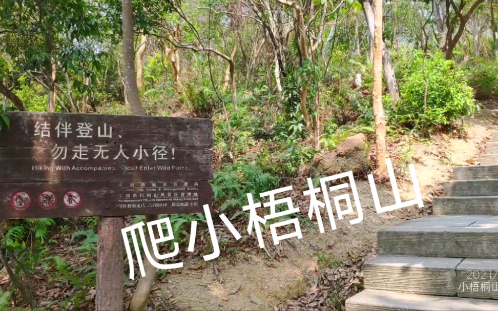 爬小梧桐山,登云道上去,全程石阶,一路树荫哔哩哔哩bilibili