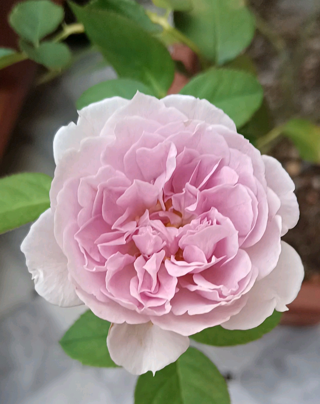 月季～丽拉的夏花