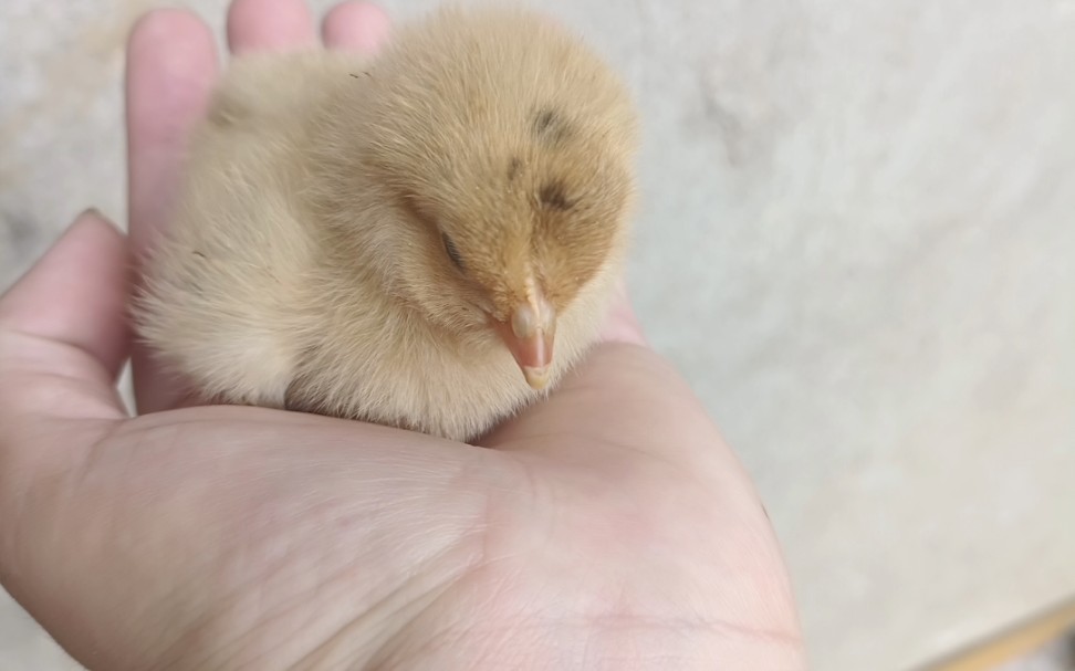 大马路捡到一只小黄鸡