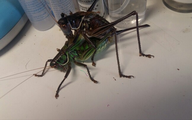 优雅蝈螽交尾片段