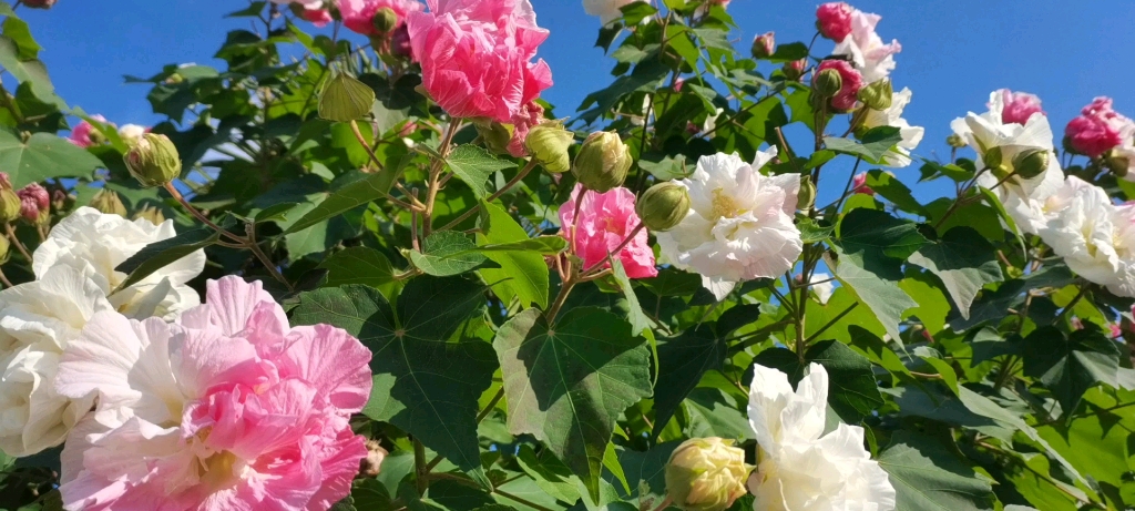 [图]木芙蓉，开在陆地上的荷花～