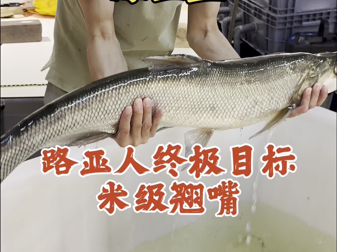 你们期待的米级翘嘴真的来了,挑战鱼缸饲养路亚人的终极梦想,这一回合你们觉得能成吗?值得期待#豆爸先生养鱼日记 #全网收集路亚鱼种 #豆鱼路亚 ...