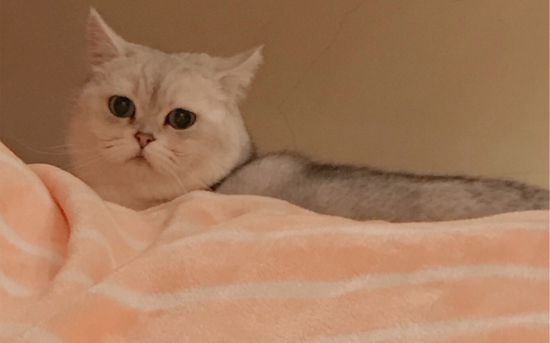 活动作品猫咪b站摆摊睡觉实现财务自由