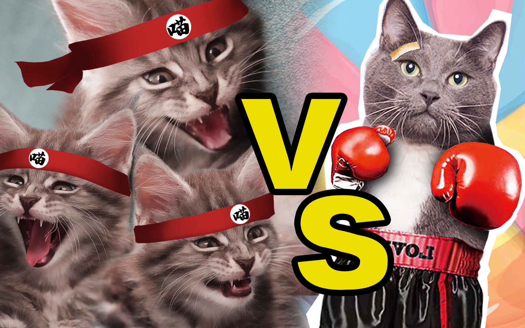 一群缅因小奶猫大战田园猫,打架的动作十分搞笑!胜负难分?