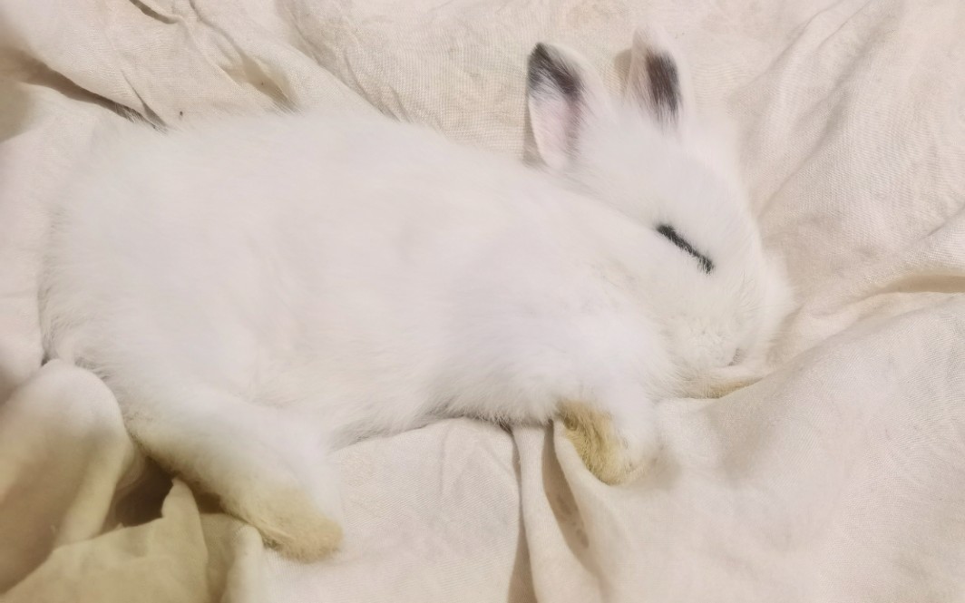 睡得死死的小兔兔