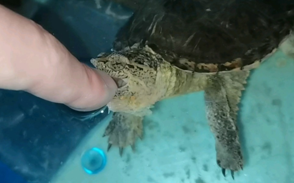 体验一下冬眠刚苏醒的拟鳄龟的咬合力