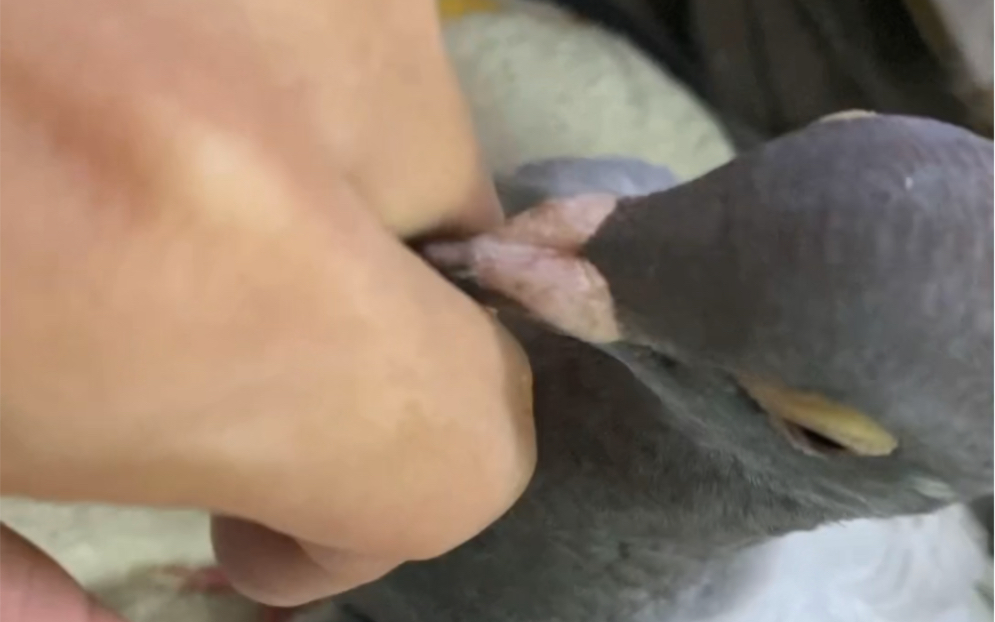 鸽子长大了也不叫了,偶尔求偶叫一下,这几天不喂它,它