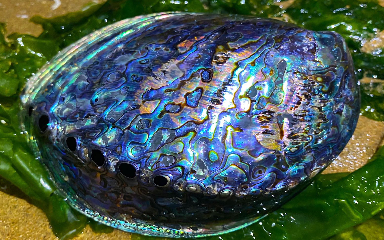 大海又退潮了,二强深夜在海边捡到漂亮的鲍鱼壳和搁浅的小鱼,不忍心带